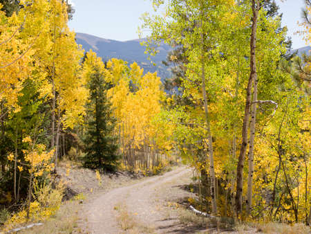 Yellow aspens in autumn, Colorado.の写真素材