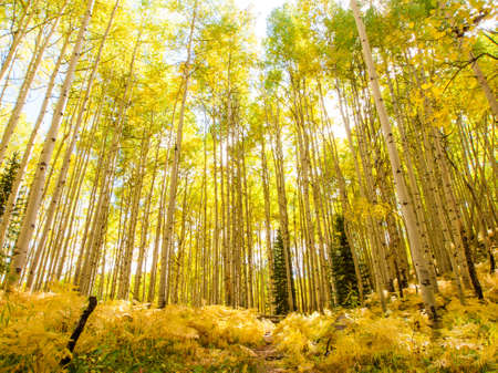 In the san juan range of the Colorado Rocky Mountains, autumn turns aspen trees a golden yellow that contrasts their white trunks.の写真素材
