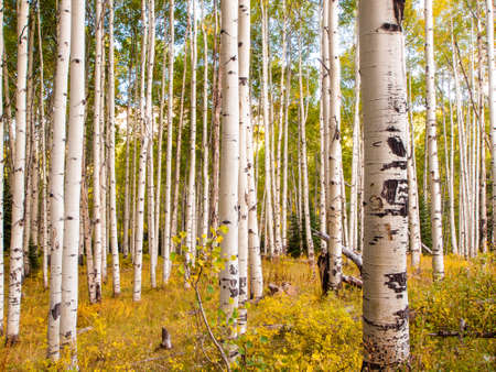 In the san juan range of the Colorado Rocky Mountains, autumn turns aspen trees a golden yellow that contrasts their white trunks.の写真素材