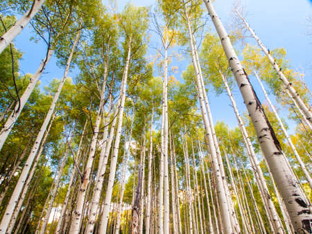 In the san juan range of the Colorado Rocky Mountains, autumn turns aspen trees a golden yellow that contrasts their white trunks.の写真素材