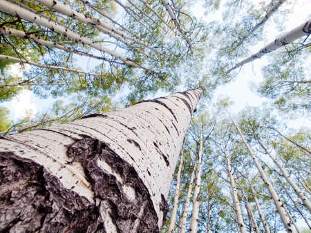 In the san juan range of the Colorado Rocky Mountains, autumn turns aspen trees a golden yellow that contrasts their white trunks.の写真素材