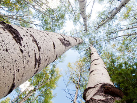 In the san juan range of the Colorado Rocky Mountains, autumn turns aspen trees a golden yellow that contrasts their white trunks.の写真素材