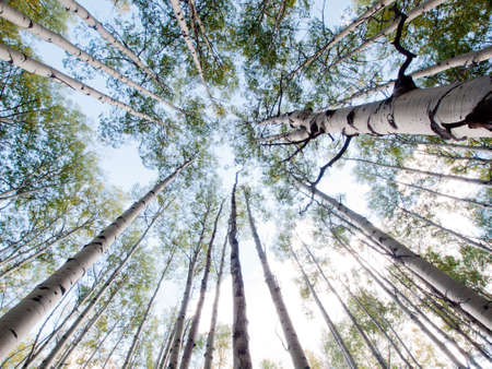 In the san juan range of the Colorado Rocky Mountains, autumn turns aspen trees a golden yellow that contrasts their white trunks.の写真素材