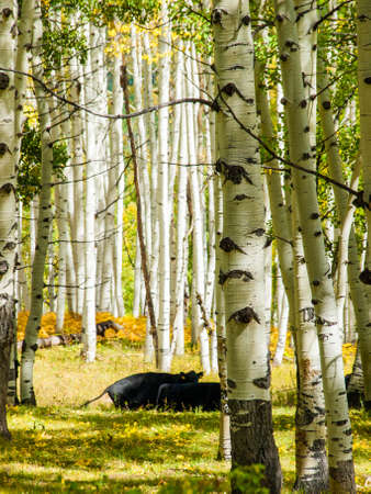 Free-range cattle inside of aspen forest. Colorado.の写真素材