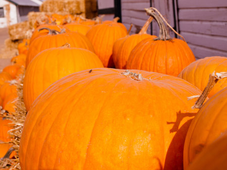 Riped pumpkins at the pumpking field.の写真素材
