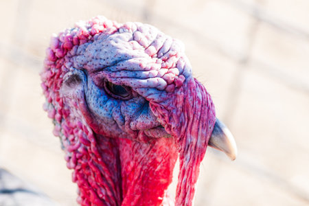 A free-range Thanksgiving turkey from an organic farm in Colorado.の写真素材