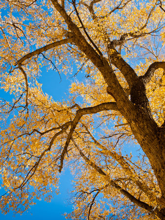 Autumn landscape at Zapata Ranch, Colorado.