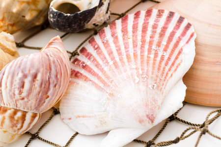 Sea shells with fishing net on a white background.