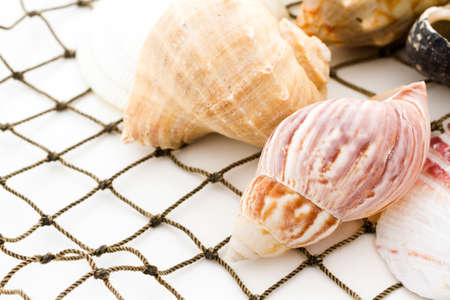 Sea shells with fishing net on a white background.の写真素材