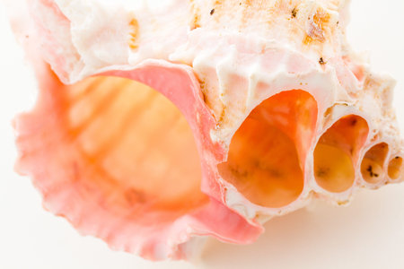 Sea shell on a white background.の写真素材