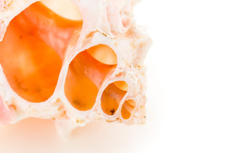 Sea shell on a white background.