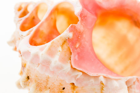 Sea shell on a white background.