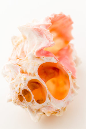 Sea shell on a white background.の写真素材