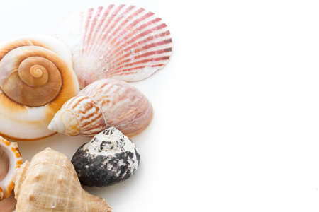 Variety of sea chells in different shapes.の写真素材