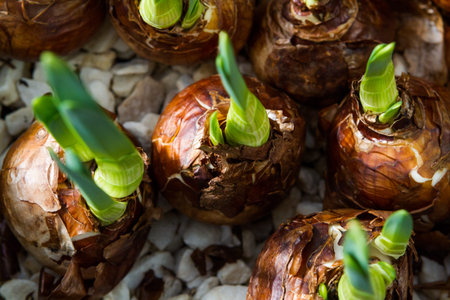 Many Paperwhites bulb flowers ready for planting.