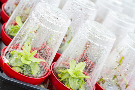 Mini greenhouse with new plants ready to be planted.の写真素材