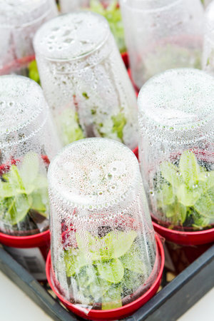 Mini greenhouse with new plants ready to be planted.の写真素材