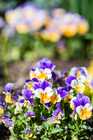 Urban garden at the beginning of Spring.の写真素材