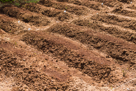 Community garden prepared for planting in early Spring in urban area.の写真素材