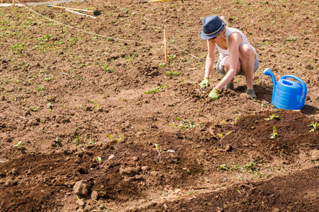 Littleton, Colorado/ USA-May 4, 2014. Community garden prepared for planting in early Spring in urban area.のeditorial素材