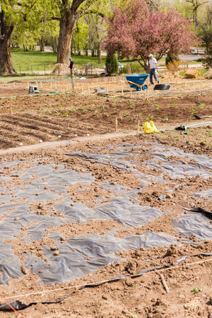 Littleton, Colorado/ USA-May 4, 2014. Community garden prepared for planting in early Spring in urban area.のeditorial素材