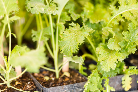 Vegetable plants for sale at the local Farmers market.