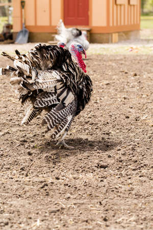 White turkey at the small urban farm.の写真素材