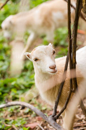 Baby goats at the small urban goat farm.の写真素材