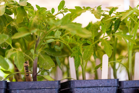 Vegetable plants for sale at the local Farmers market.の写真素材