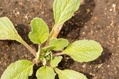 Early planting season at the local community garden.