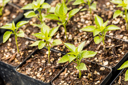Plants in small containers in the greenhouse.