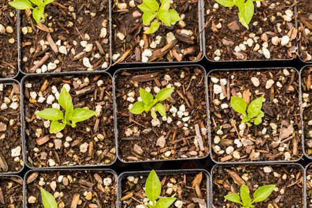 Plants in small containers in the greenhouse.の写真素材