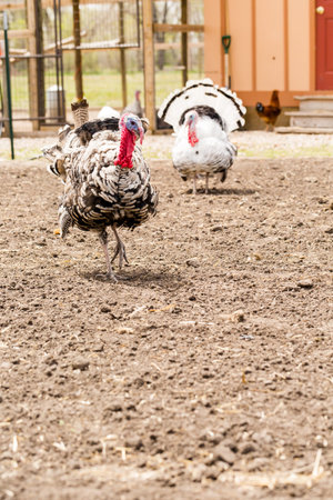 White turkey at the small urban farm.の写真素材