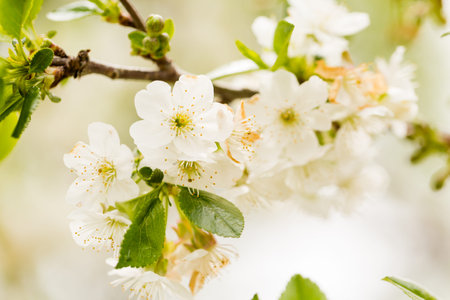 Close up of the apple tree in bloom.