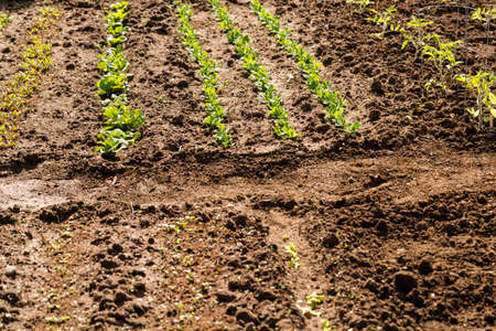 Spring at thecommunity garden in the city.の写真素材