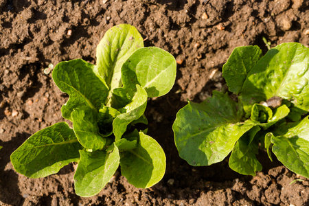 Spring at thecommunity garden in the city.の写真素材