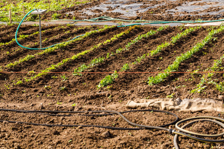 Spring at thecommunity garden in the city.の写真素材