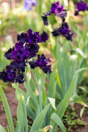 Different colors of iris in blooming garden in early June.の写真素材