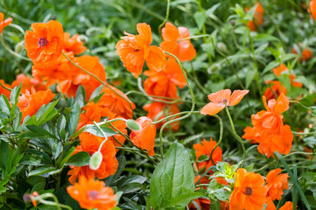 Field of blooming red poppies in early summer.の写真素材