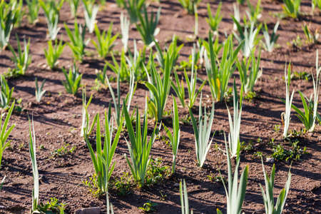Different colors of iris in blooming garden in early June.の写真素材