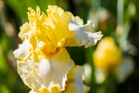 Different colors of iris in blooming garden in early June.の写真素材