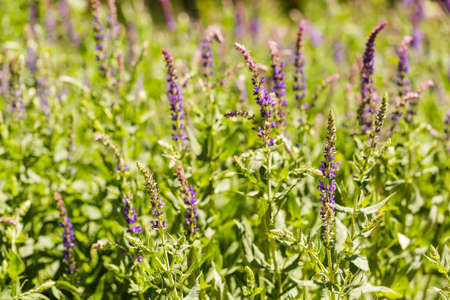 Blooming flowers in the garden in early summer.の写真素材