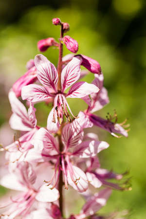 Blooming flowers in the garden in early summer.の写真素材