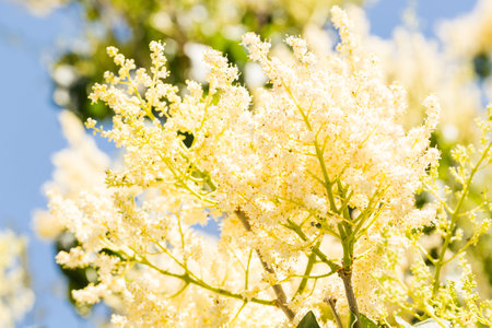 Blooming tree with white flowers in the garden in early summer.の写真素材