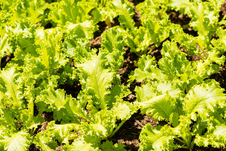 Vegetable garden in early summer.