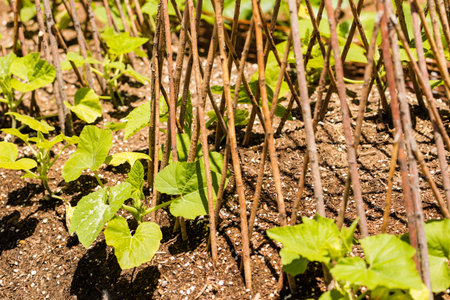 Vegetable garden in early summer.