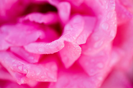 Blooming roses in small rose garden.の写真素材