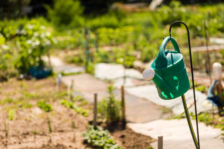 Small community vegetable garden in urban area.の写真素材