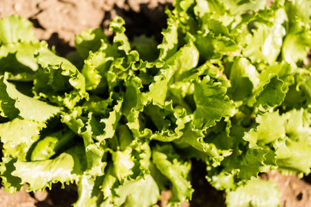 Small community vegetable garden in urban area.