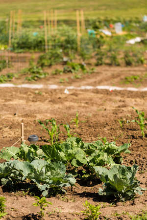 Small community vegetable garden in urban area.の写真素材